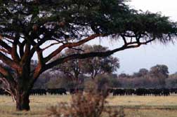 Südliches Afrika, Zimbabwe - Elefantenherde in der Wildnis