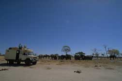 Sdliches Afrika, Zimbabwe - Mit dem Expeditions-LKW auf Safari: Elefantenherde